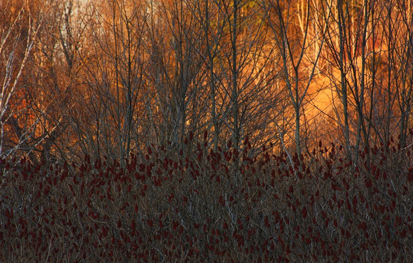 Photo wallpaper autumn, light, trees, nature, reed