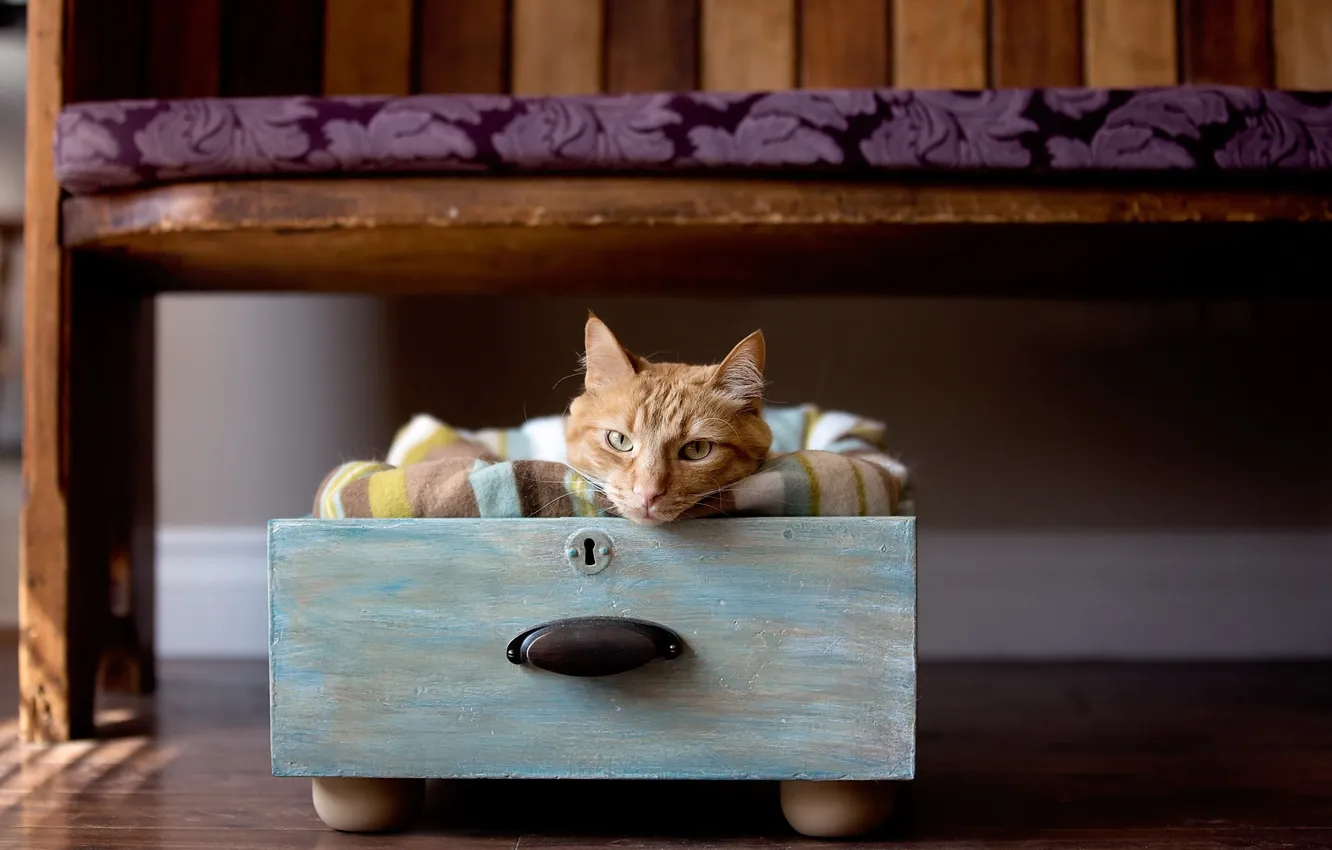 Photo wallpaper cat, look, home