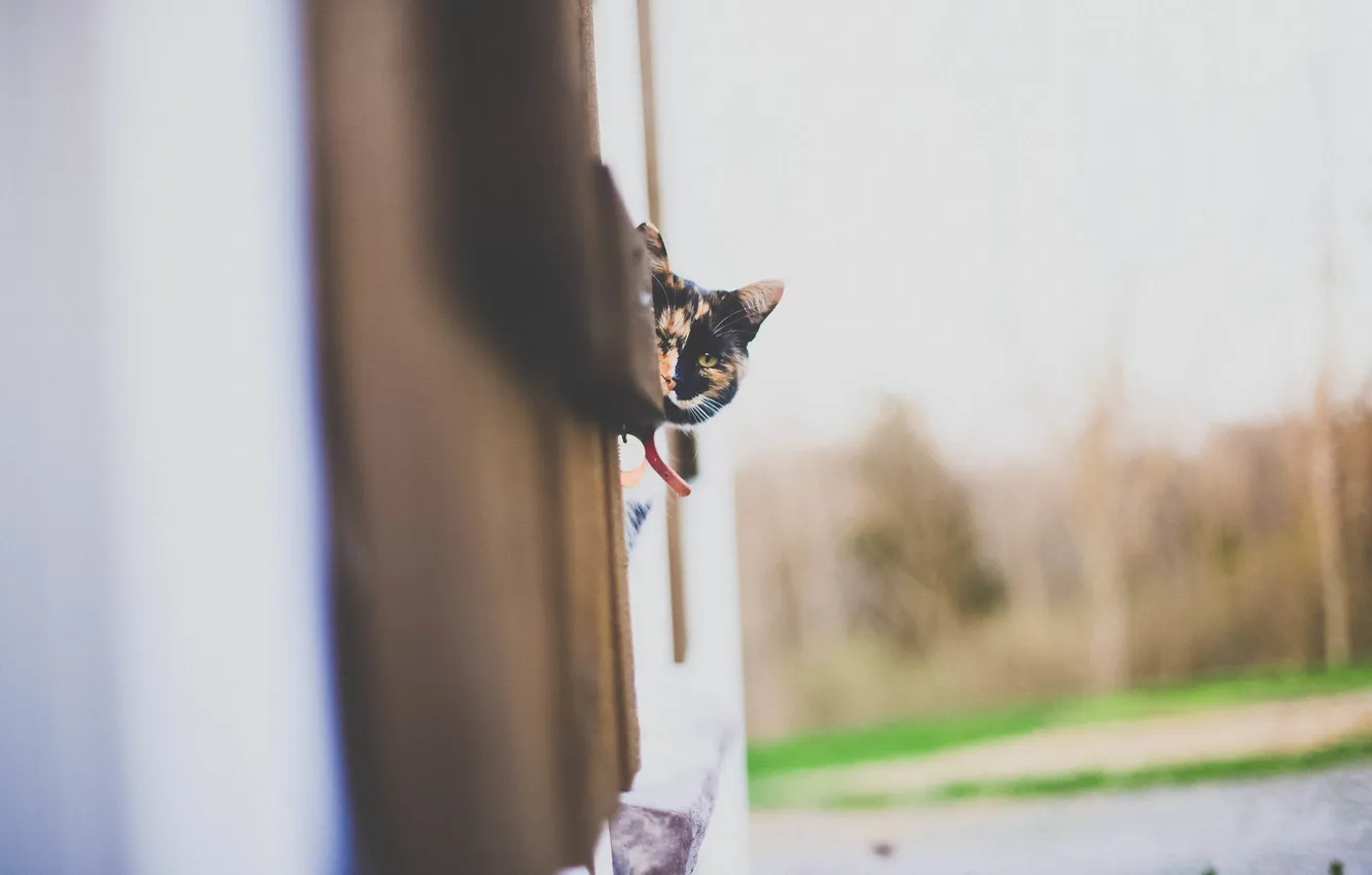 Photo wallpaper cat, cat, looks