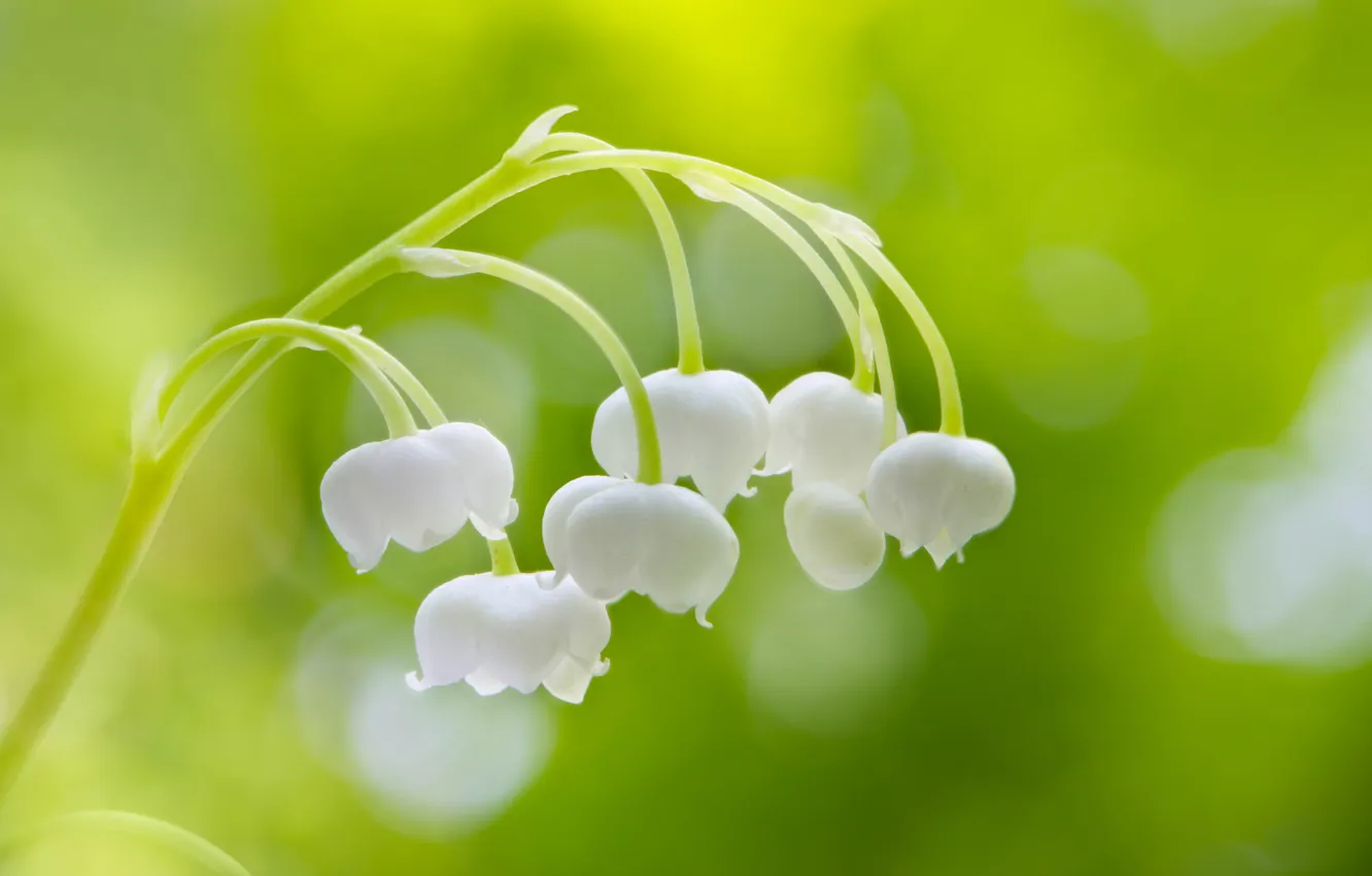 Photo wallpaper glare, branch, blur, lilies of the valley
