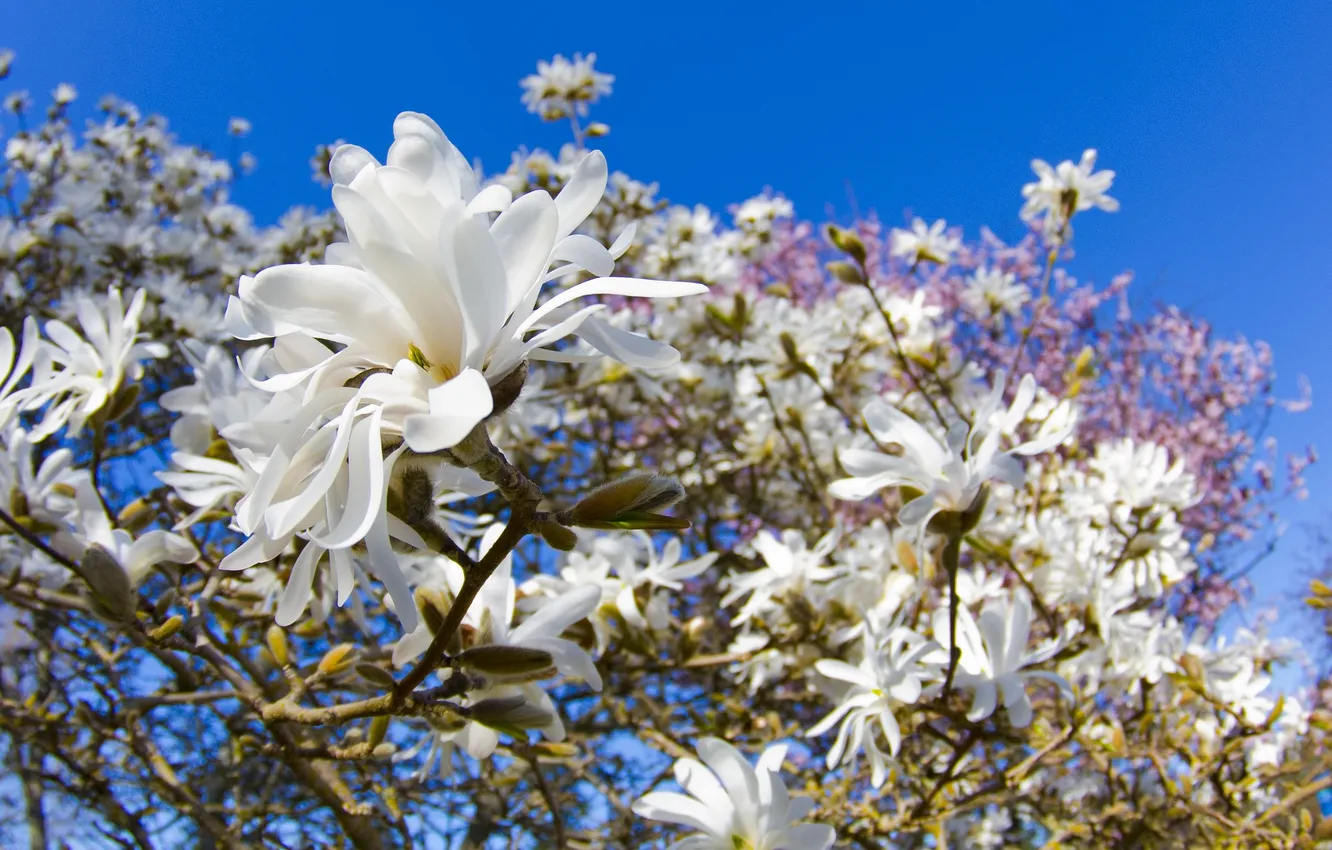 Photo wallpaper the sky, trees, branches, petals, duty