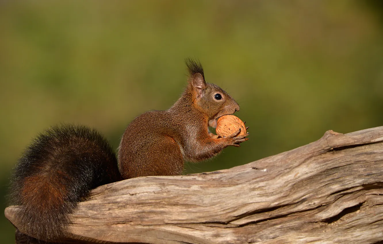 Photo wallpaper trees, background, protein, tail, profile, log, nuts, mining