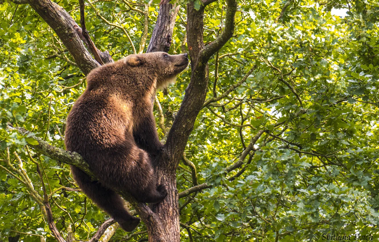 Photo wallpaper tree, bear, on the tree, Brown bear, The Bruins, highly sit – look away