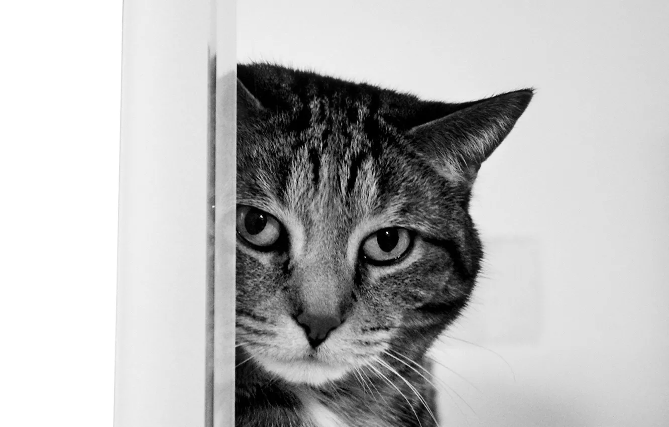 Photo wallpaper cat, look, Black and white