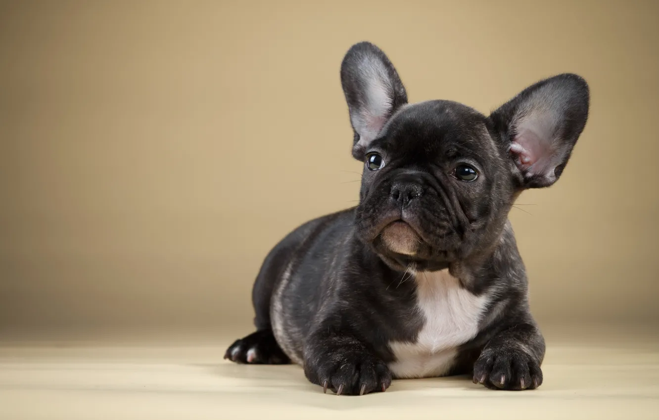 Photo wallpaper black, puppy, French bulldog