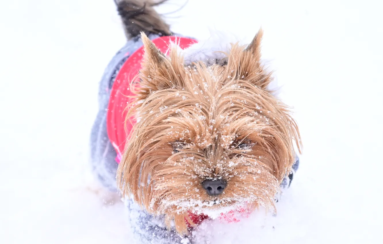 Photo wallpaper snow, new year, dog, York, 2025, The Yoshkiri Terrier