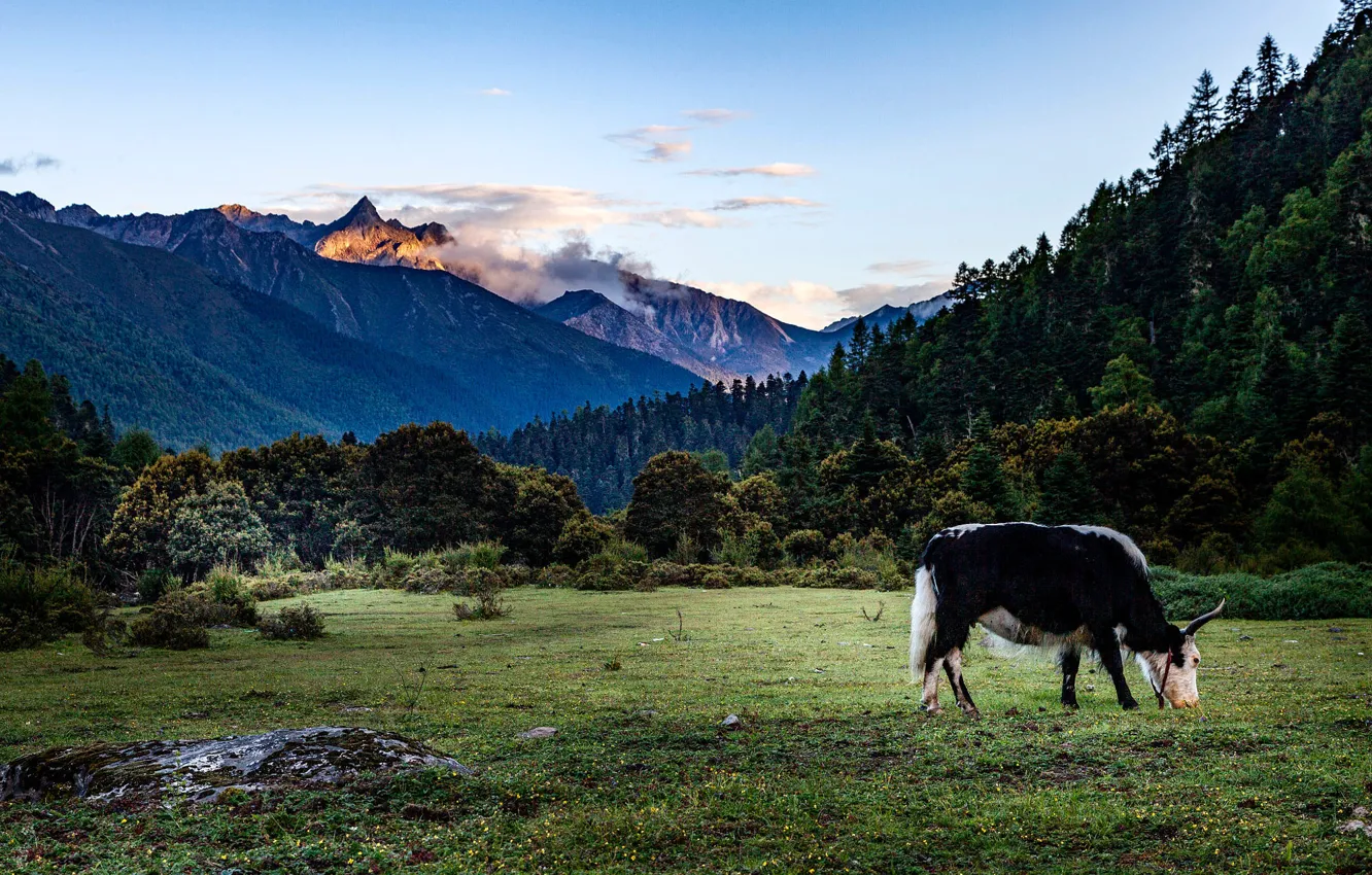 Photo wallpaper forest, mountains, cows, bull