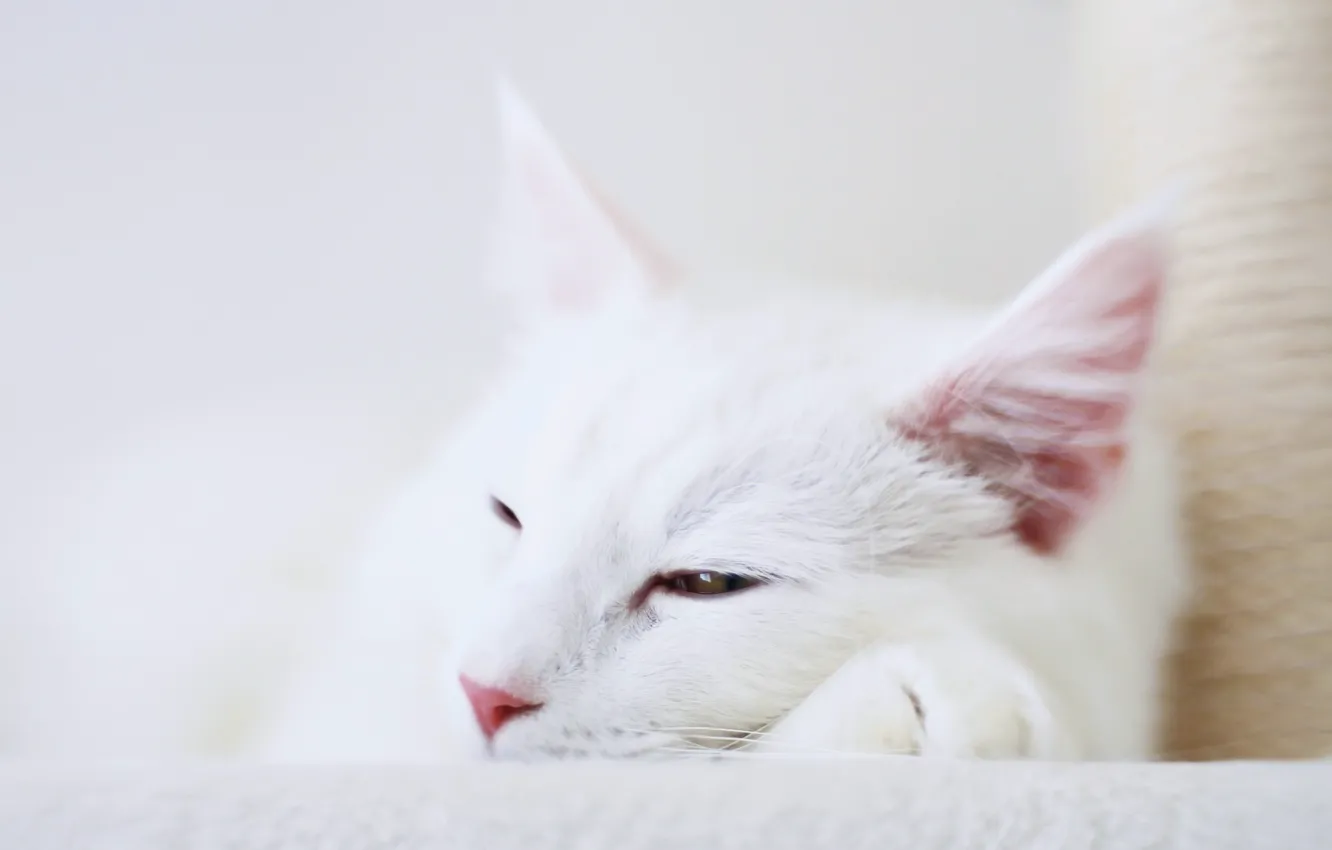 Photo wallpaper cat, comfort, house