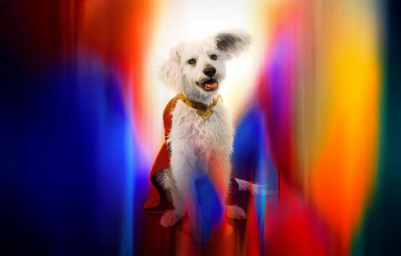 Photo wallpaper the film, Superman, films, Superman, 2025, Superdog, Krypto
