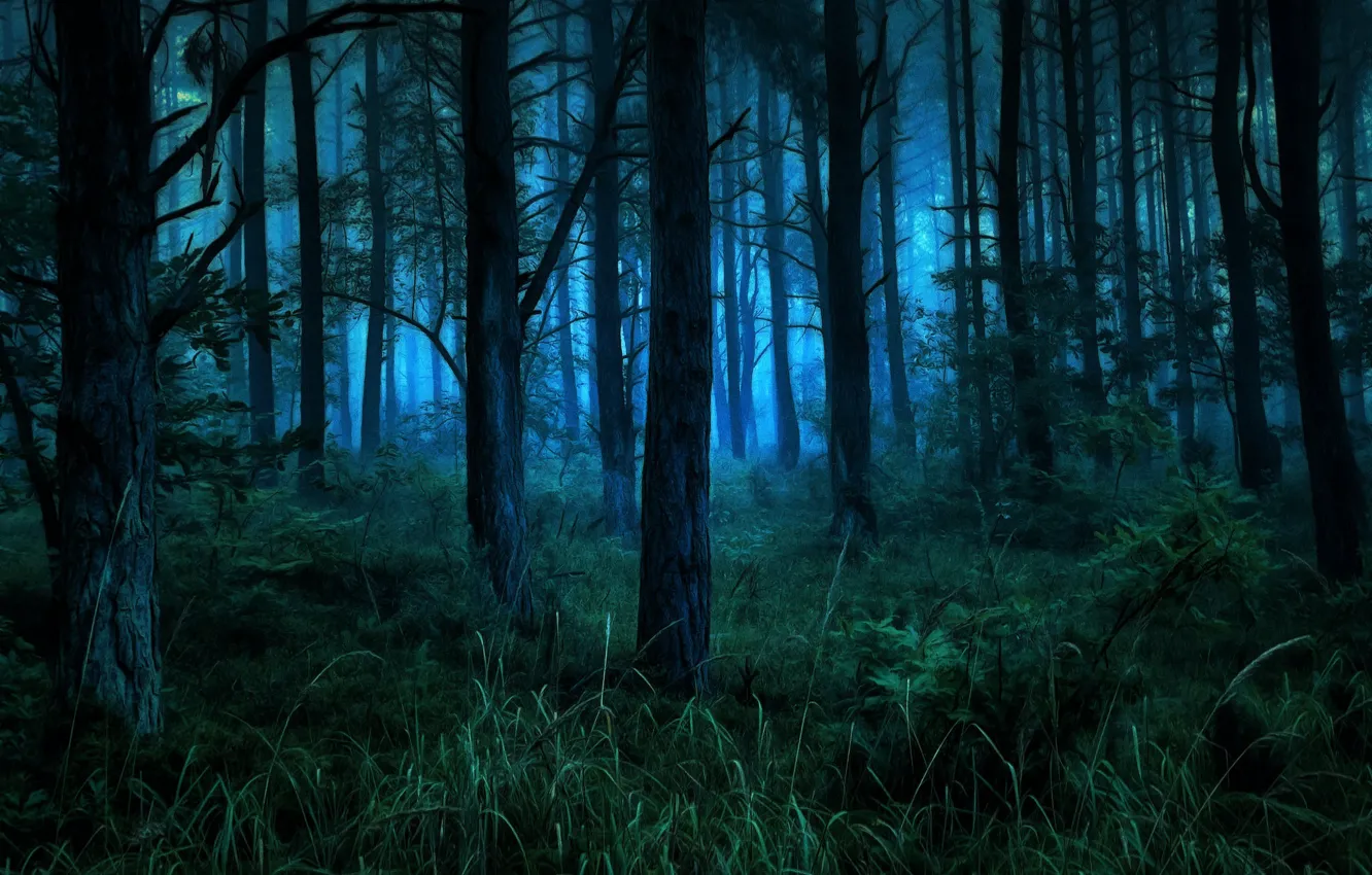 Photo wallpaper forest, trees, night, branches, fog, blue, treatment