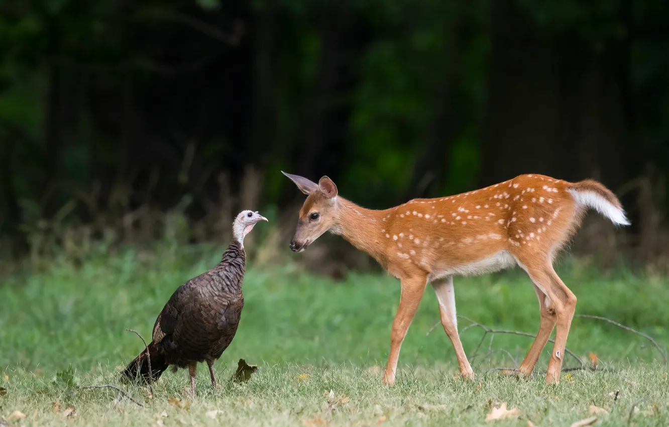 Photo wallpaper forest, bird, deer, Guinea fowl