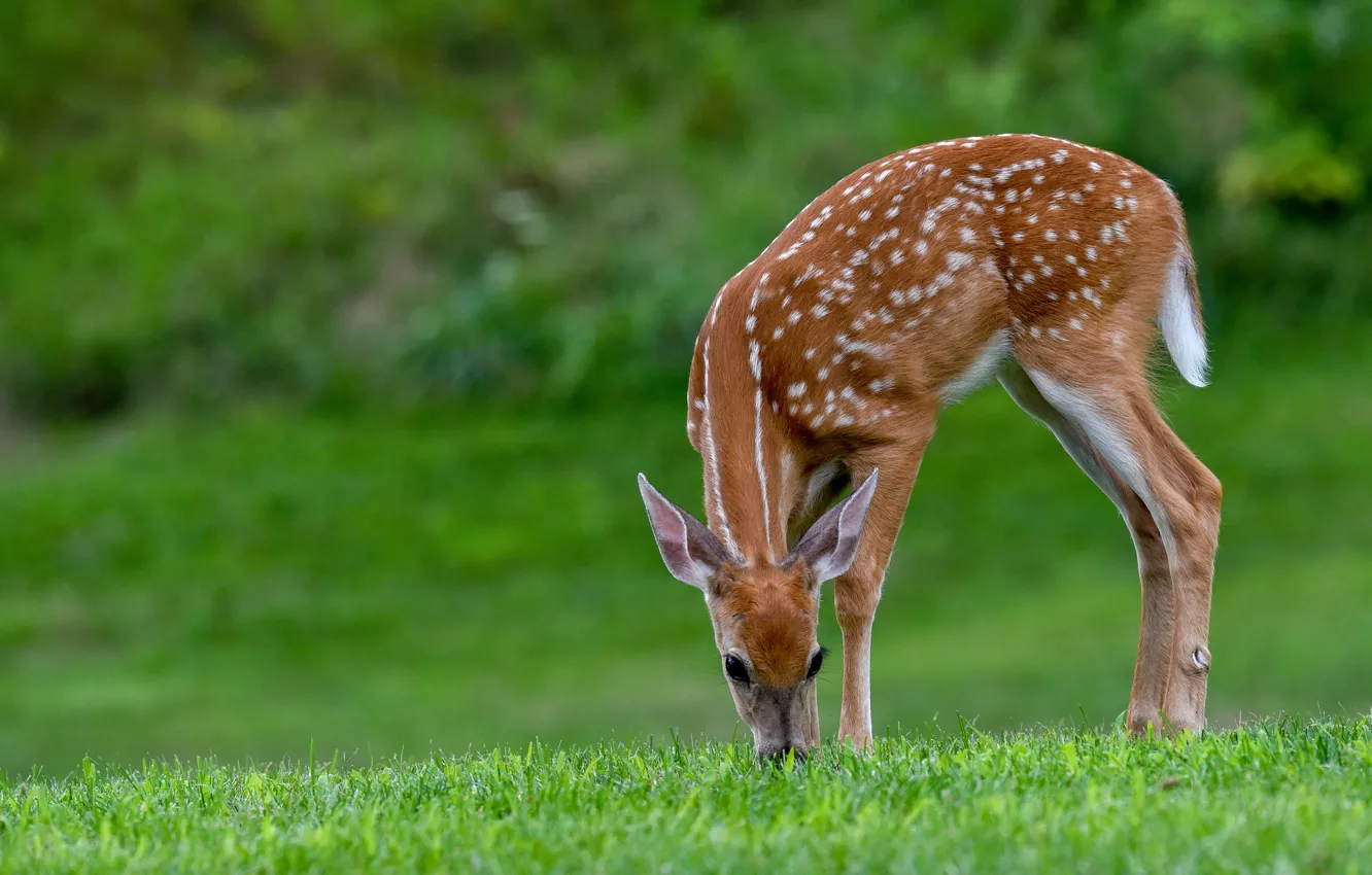 Photo wallpaper grass, deer, fawn, white-tailed