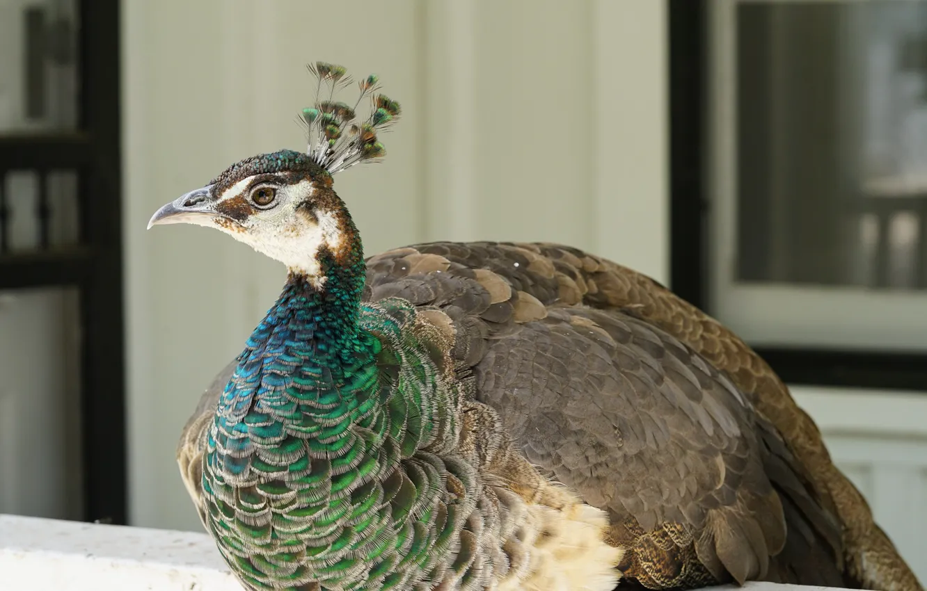Photo wallpaper stay, bird, peacock