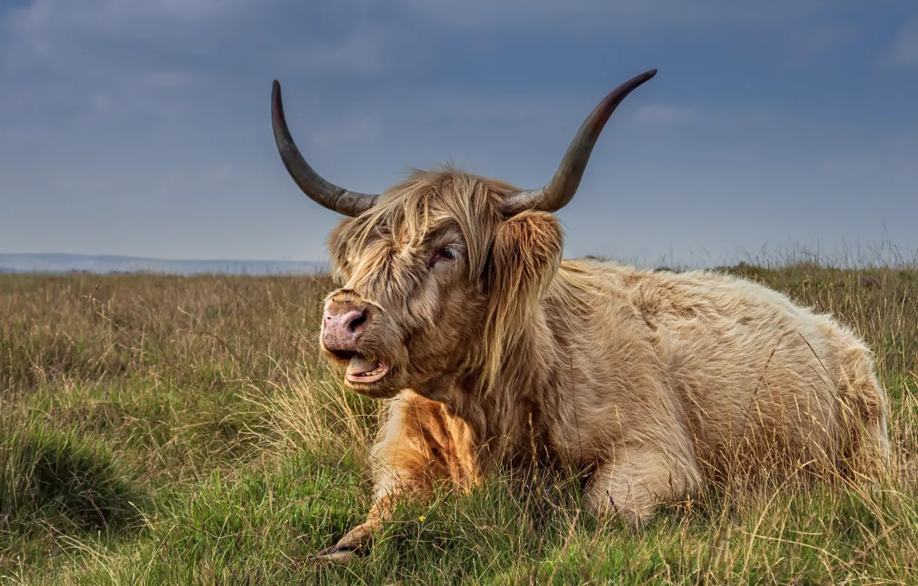 Photo wallpaper field, nature, cattle