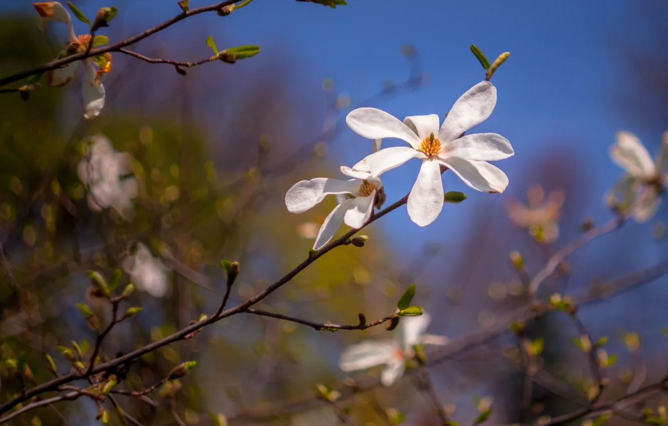 Photo wallpaper trees, flowers, branches, spring, petals, Magnolia
