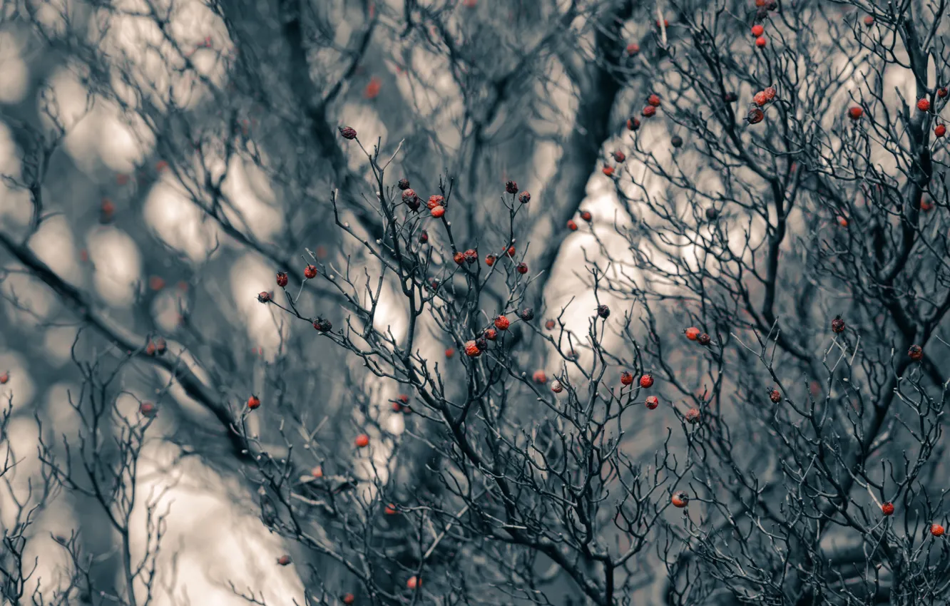 Photo wallpaper trees, branches, berries