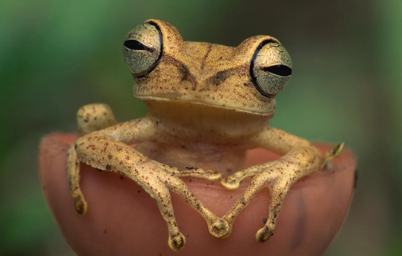 Photo wallpaper eyes, frog, paws
