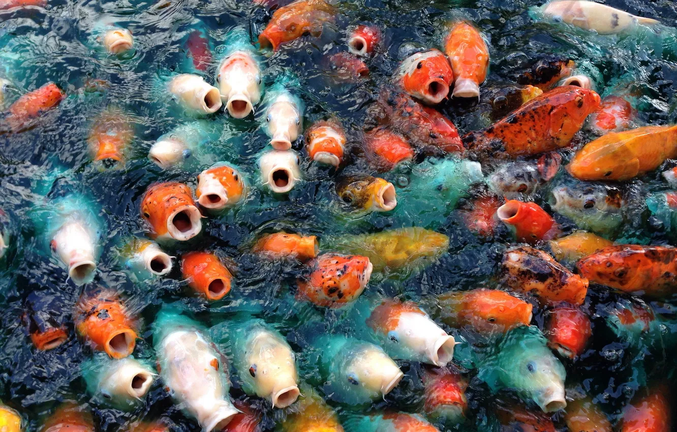 Photo wallpaper water, fish, nature