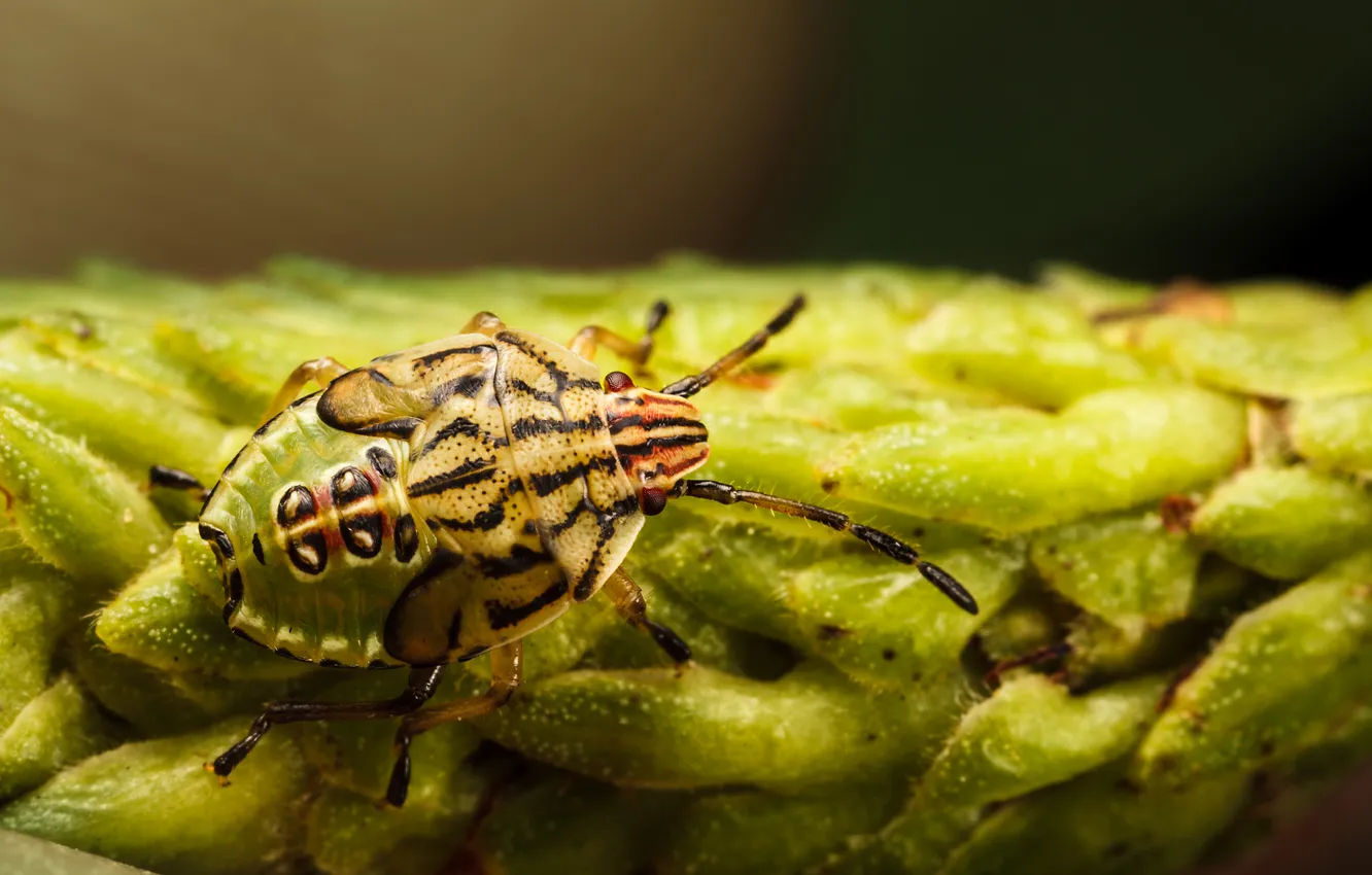 Photo wallpaper beetle, insect, bokeh