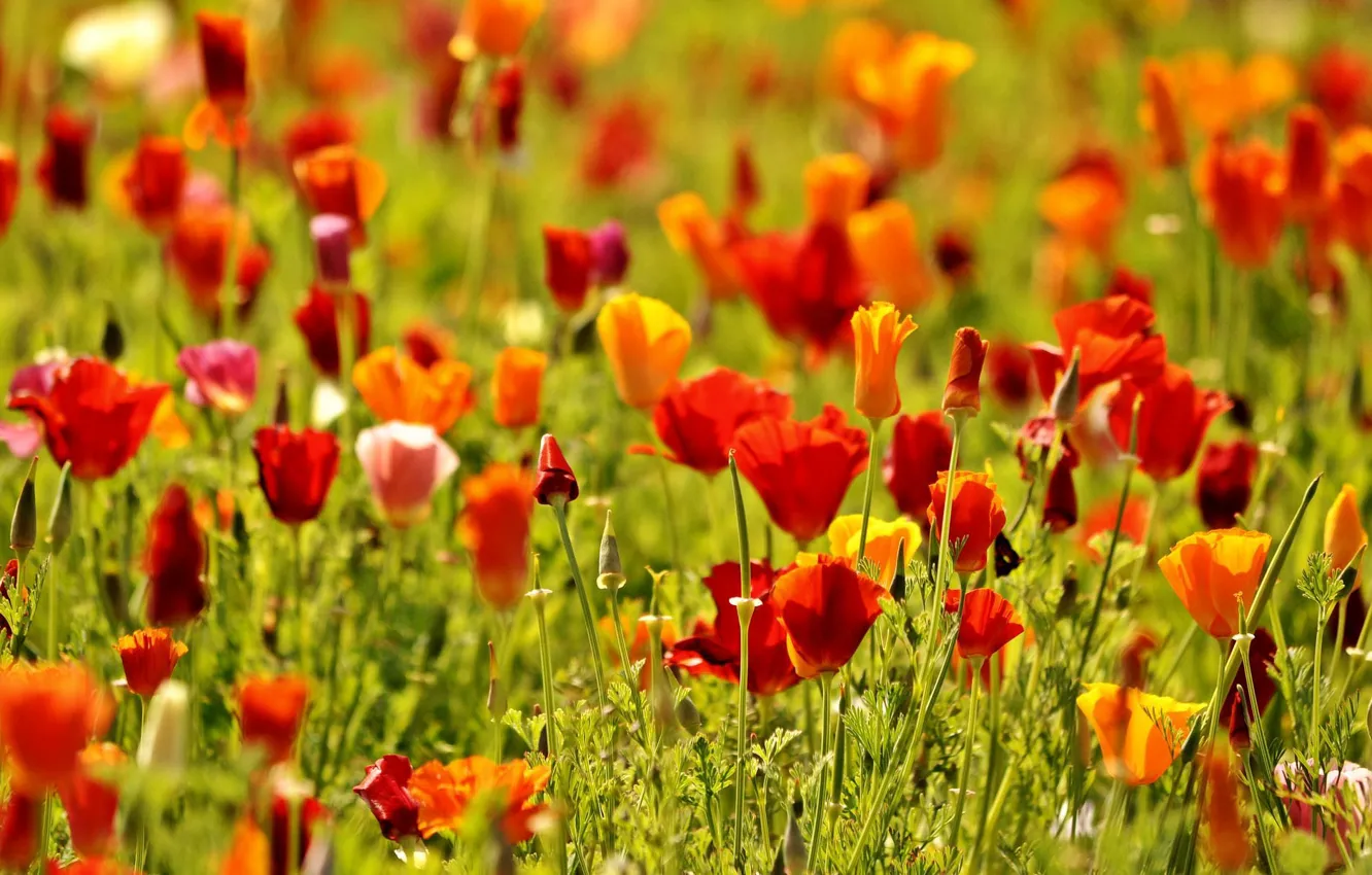 Photo wallpaper greens, field, flowers, red, nature, background, widescreen, Wallpaper
