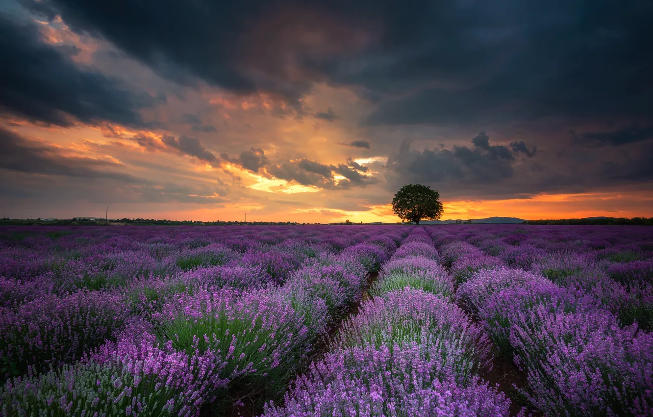 Photo wallpaper trees, lavender, lavender field