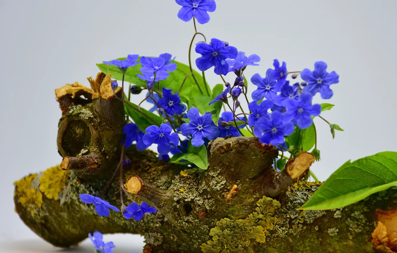 Photo wallpaper flowers, stump, Violet