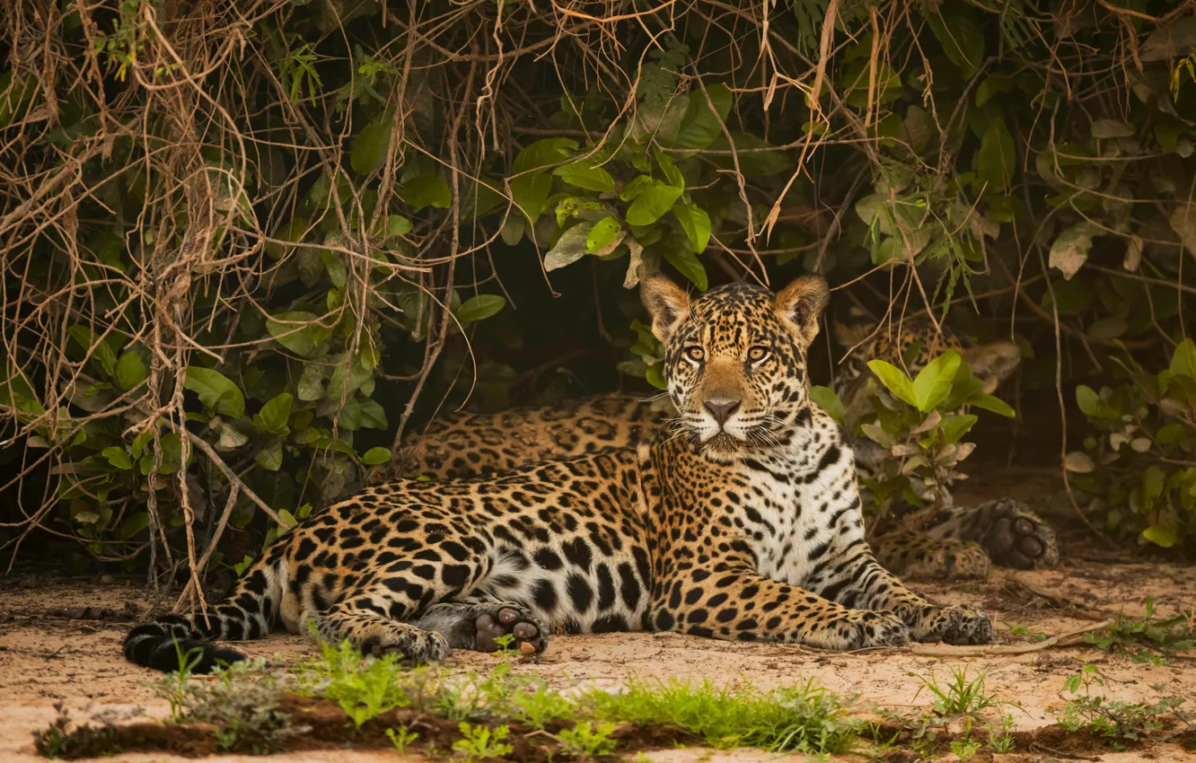 Photo wallpaper look, face, leaves, branches, thickets, jungle, lies, Jaguar