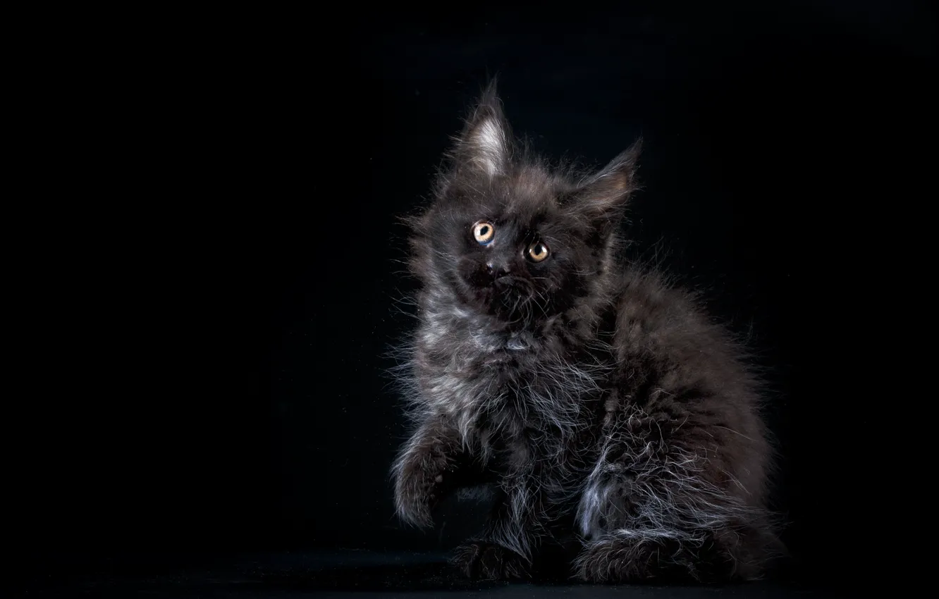 Photo wallpaper baby, kitty, kitty, Maine Coon