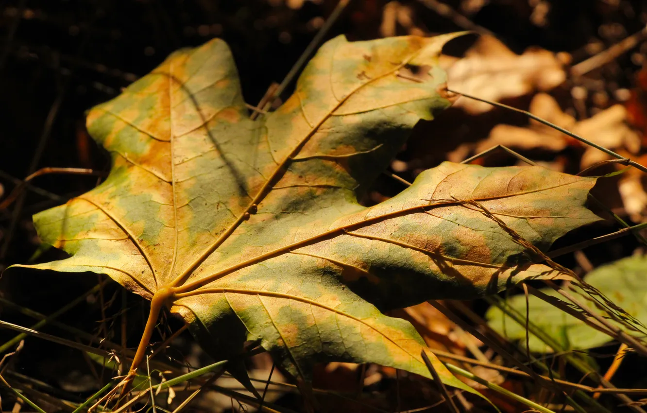 Photo wallpaper autumn, leaf, fall