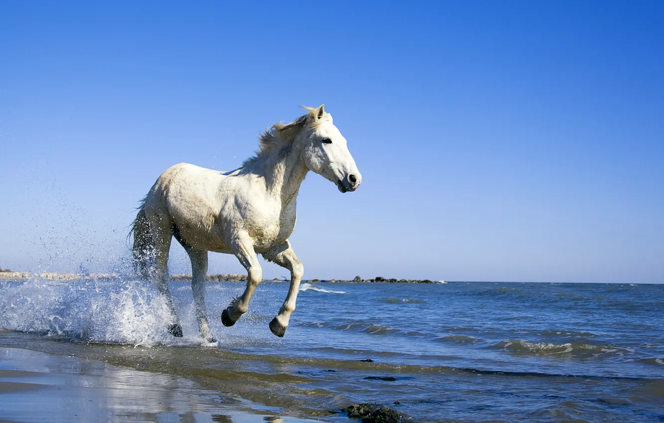 Photo wallpaper sea, water, horse, shore, Horse