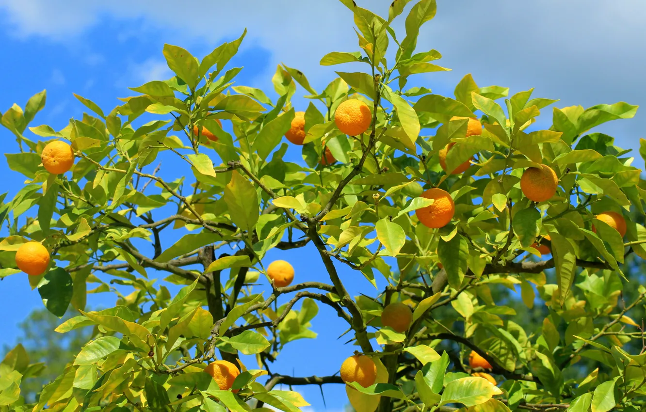 Photo wallpaper summer, the sky, leaves, light, trees, branches, blue, harvest