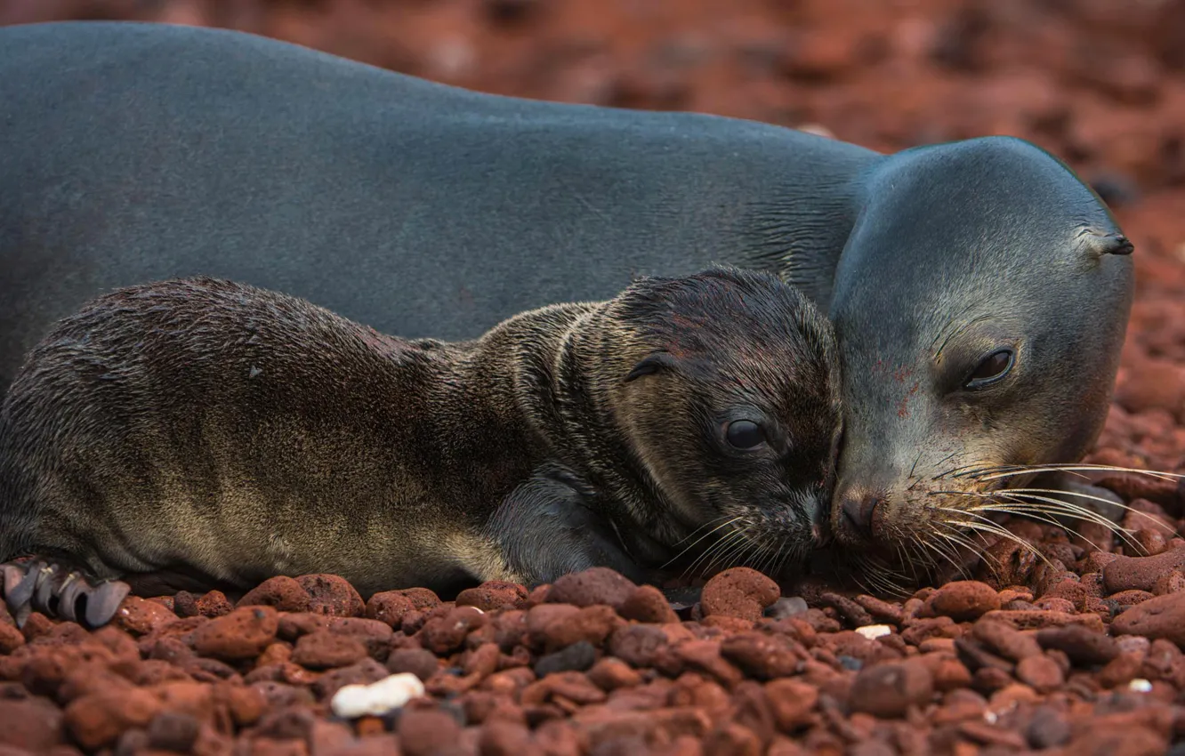 Photo wallpaper Ecuador, sea lion, The Galapagos Islands, the island of Rábida