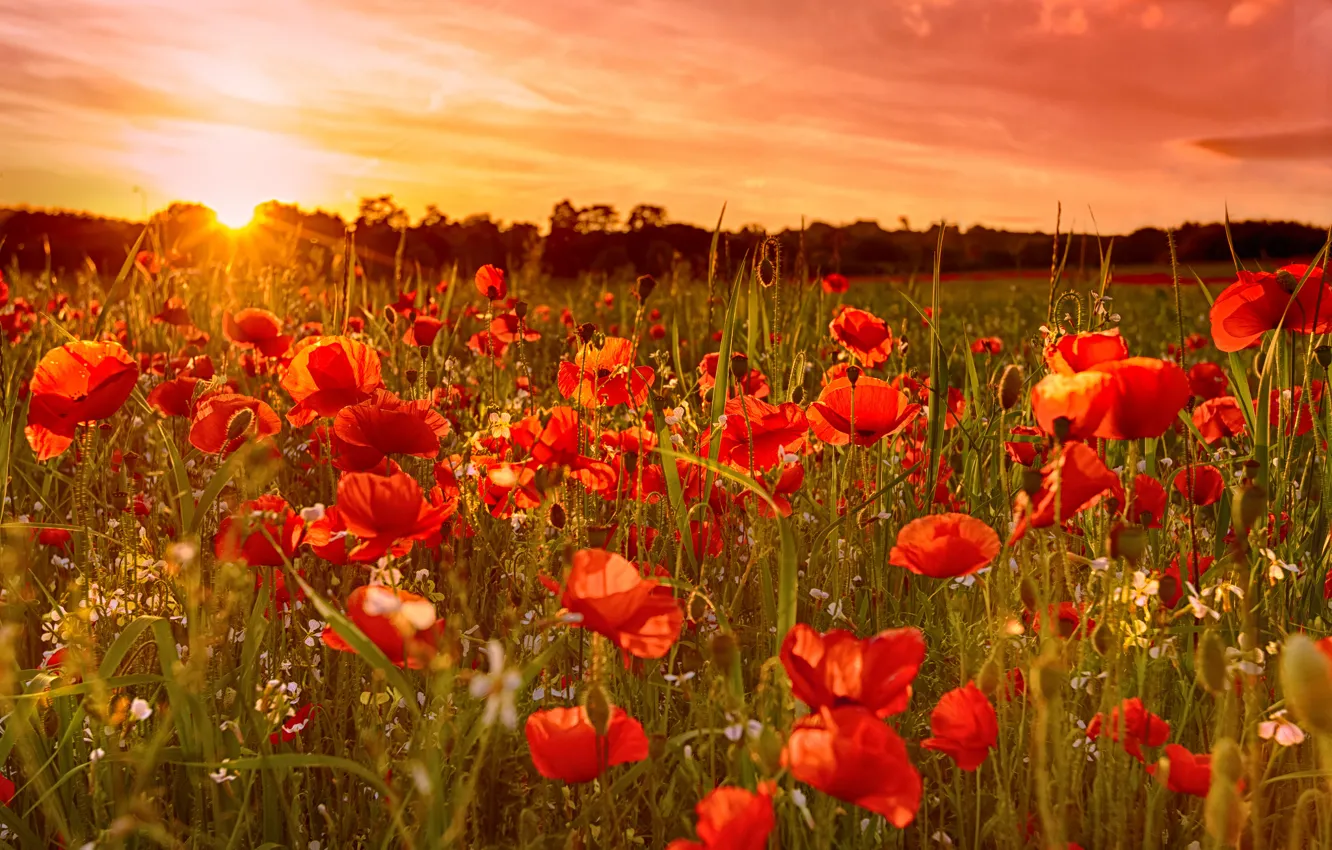 Photo wallpaper field, the sky, the sun, sunset, flowers, Maki, meadow