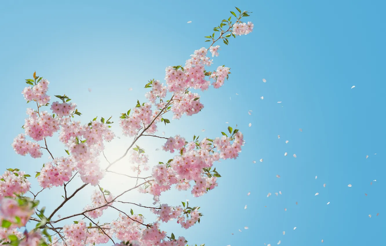 Photo wallpaper the sky, spring, Sakura