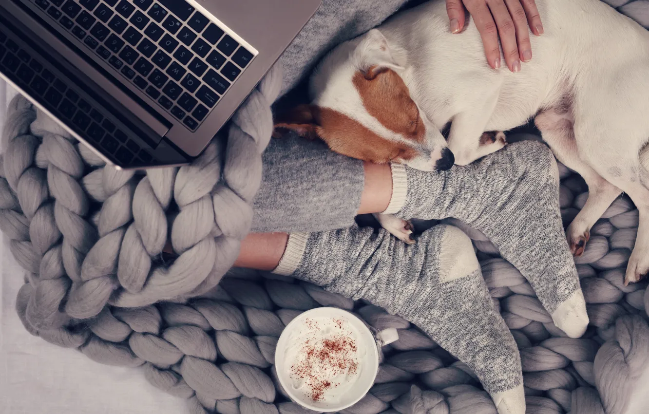 Photo wallpaper girl, sweetheart, feet, dog, socks, laptop, fingers, notebook