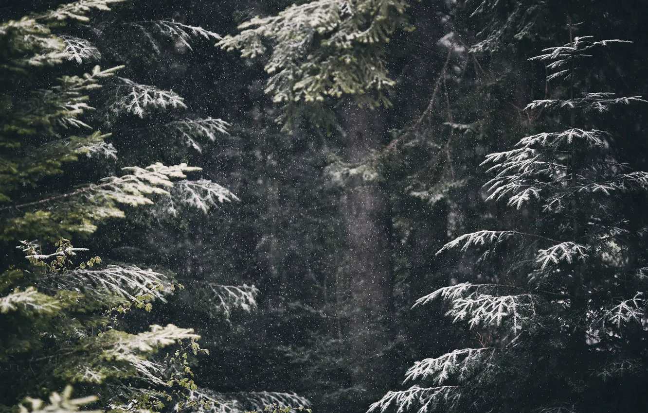 Photo wallpaper winter, forest, snow, nature, spring