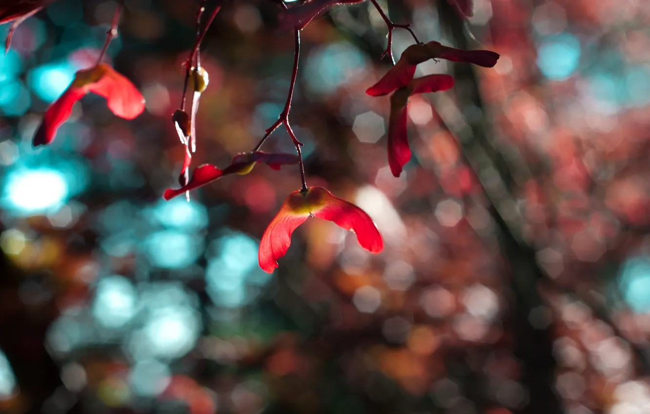 Photo wallpaper macro, branches, nature, glare, blur