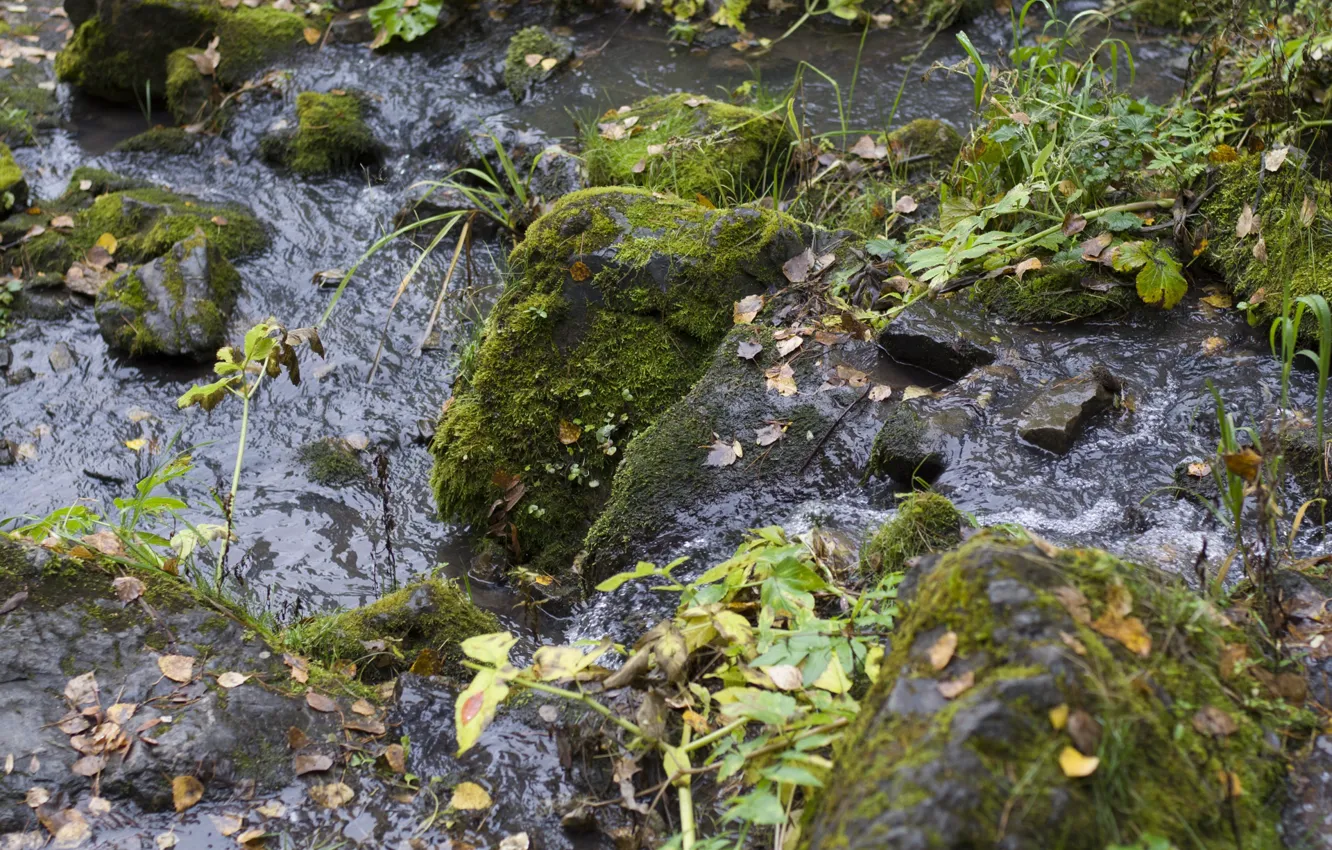 Photo wallpaper autumn, water, stream, stones, moss