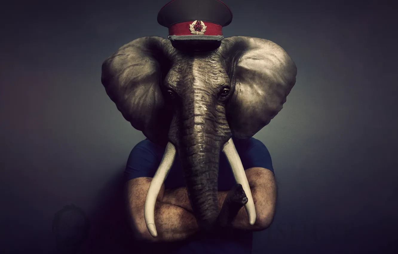 Photo wallpaper elephant, cap, tusks, trunk