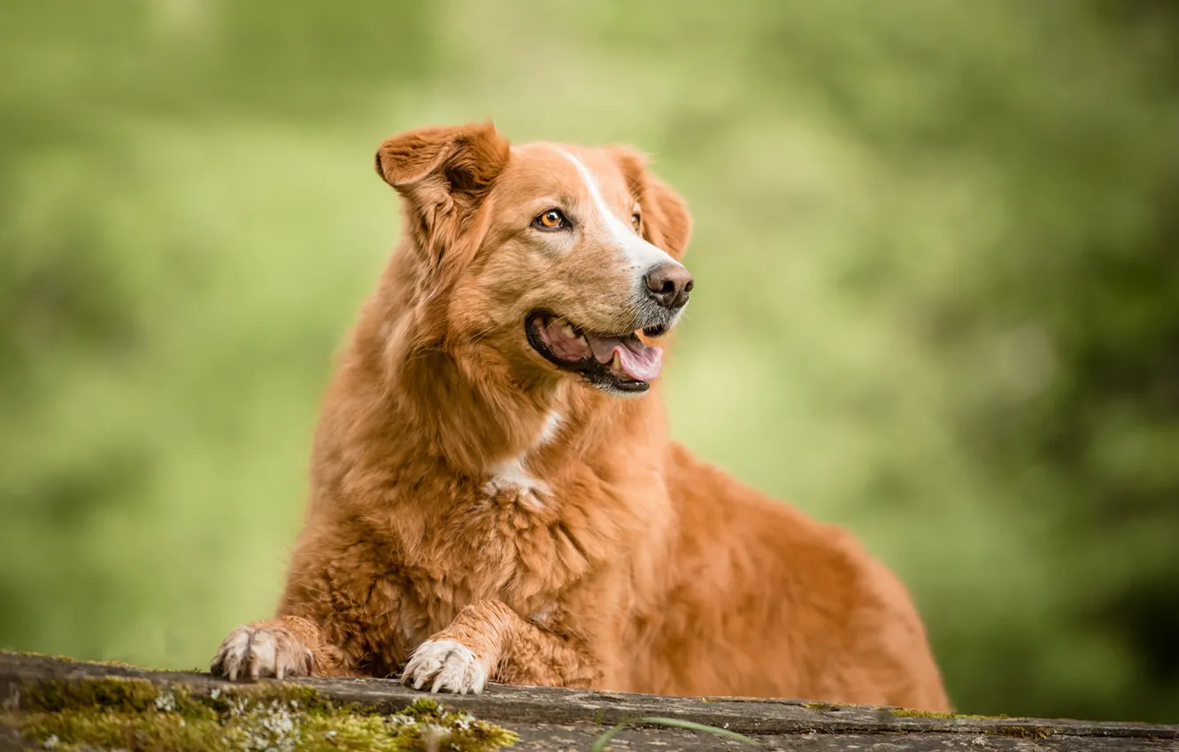 Photo wallpaper dog, red, bokeh