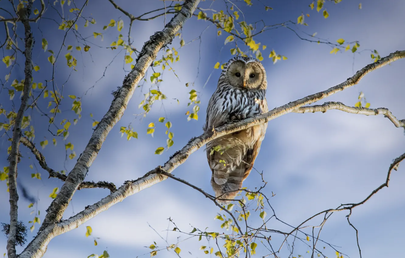 Photo wallpaper the sky, look, leaves, clouds, trees, branches, blue, owl