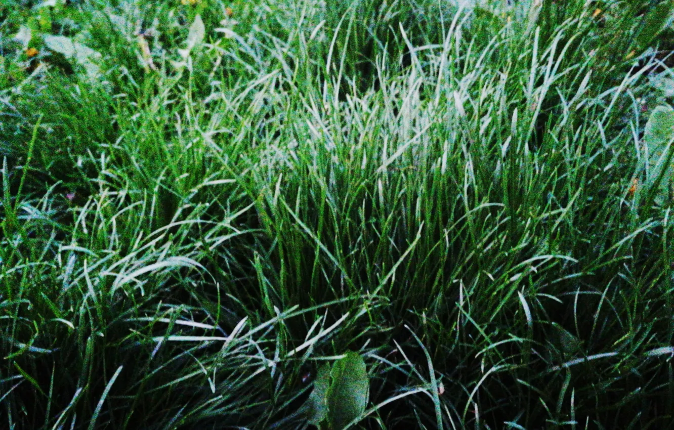 Photo wallpaper grass, green, glade, spring