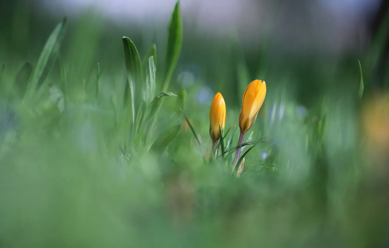Photo wallpaper greens, grass, leaves, flowers, background, glade, blur, spring