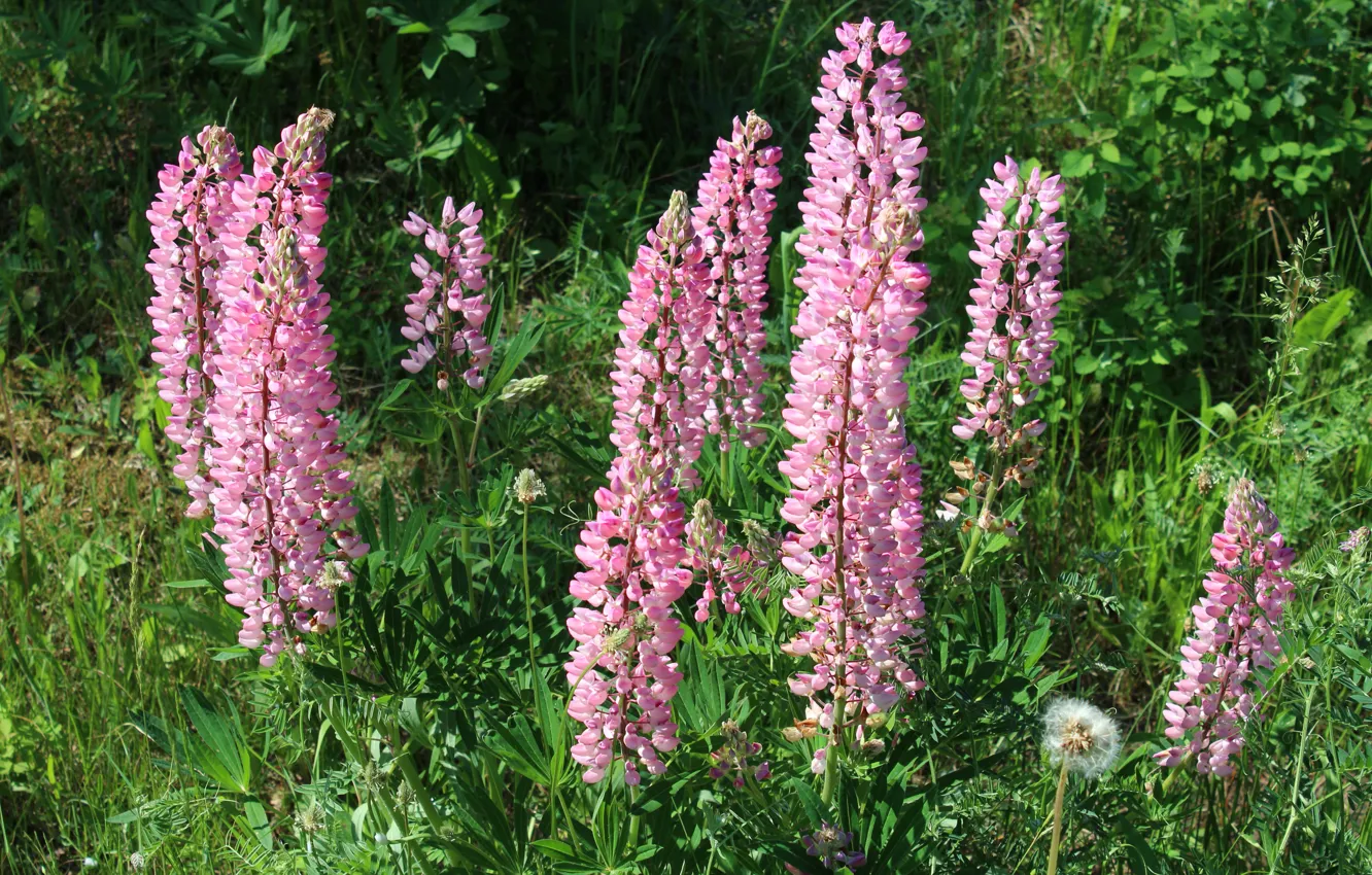 Photo wallpaper greens, summer, grass, flowers, pink, the bushes, lupins