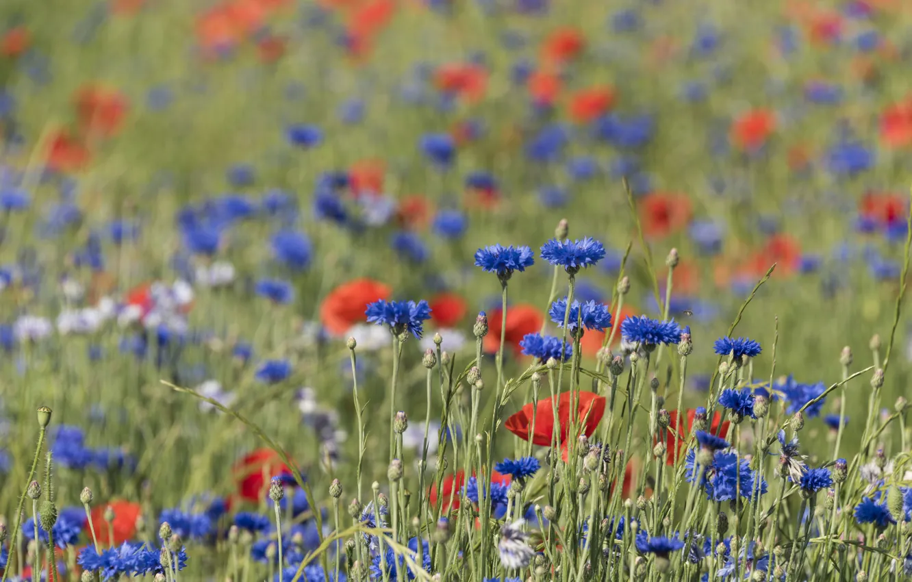 Photo wallpaper field, summer, flowers, Maki, meadow, red, blue, bokeh