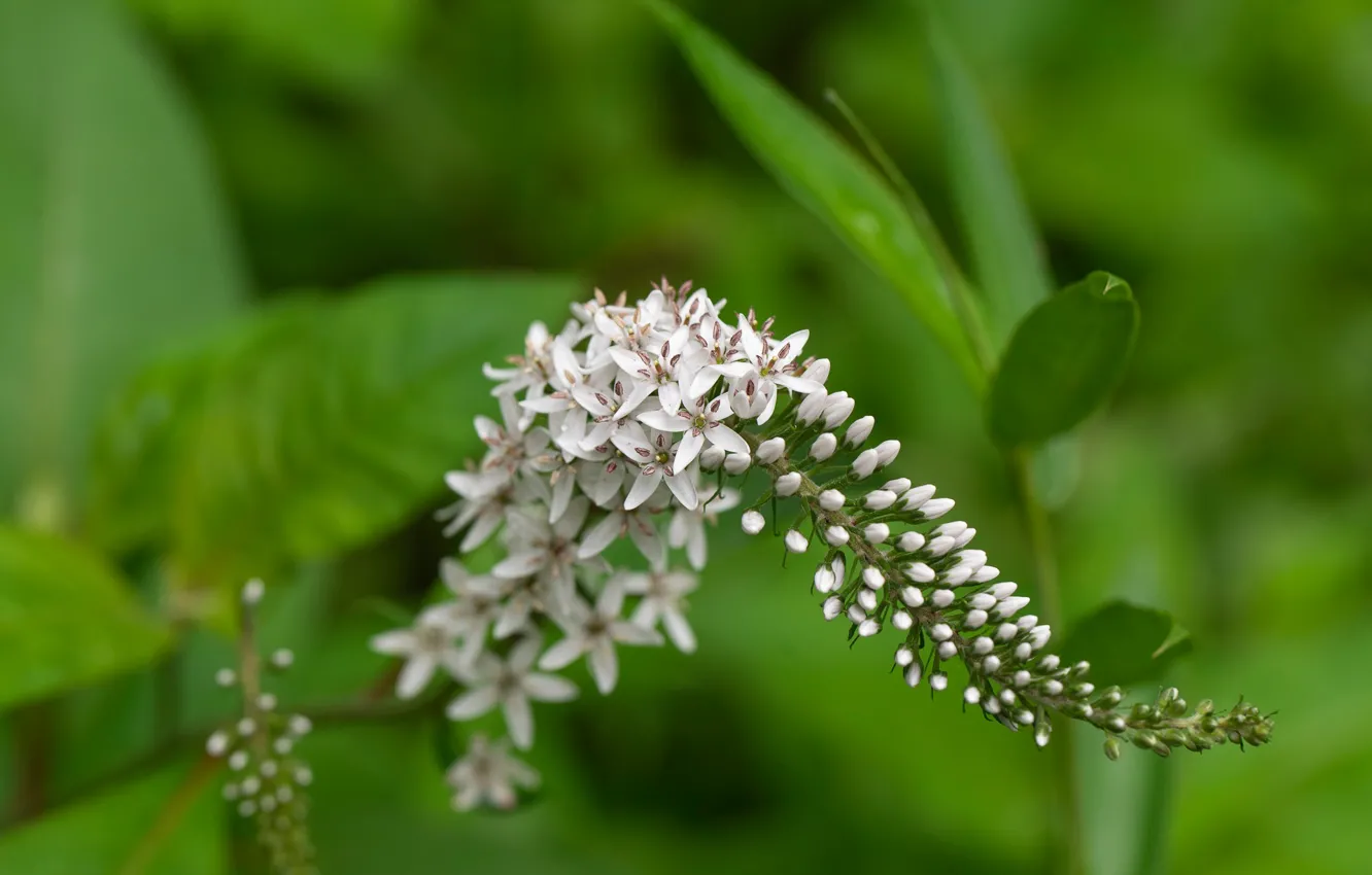 Photo wallpaper macro, inflorescence, Loosestrife cleavely