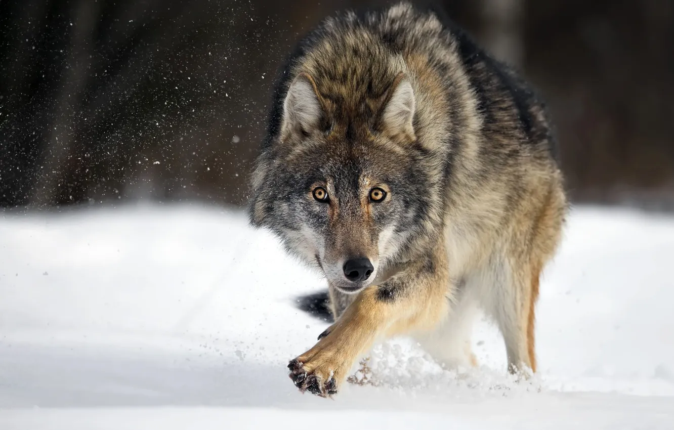Photo wallpaper winter, forest, look, face, snow, nature, pose, grey