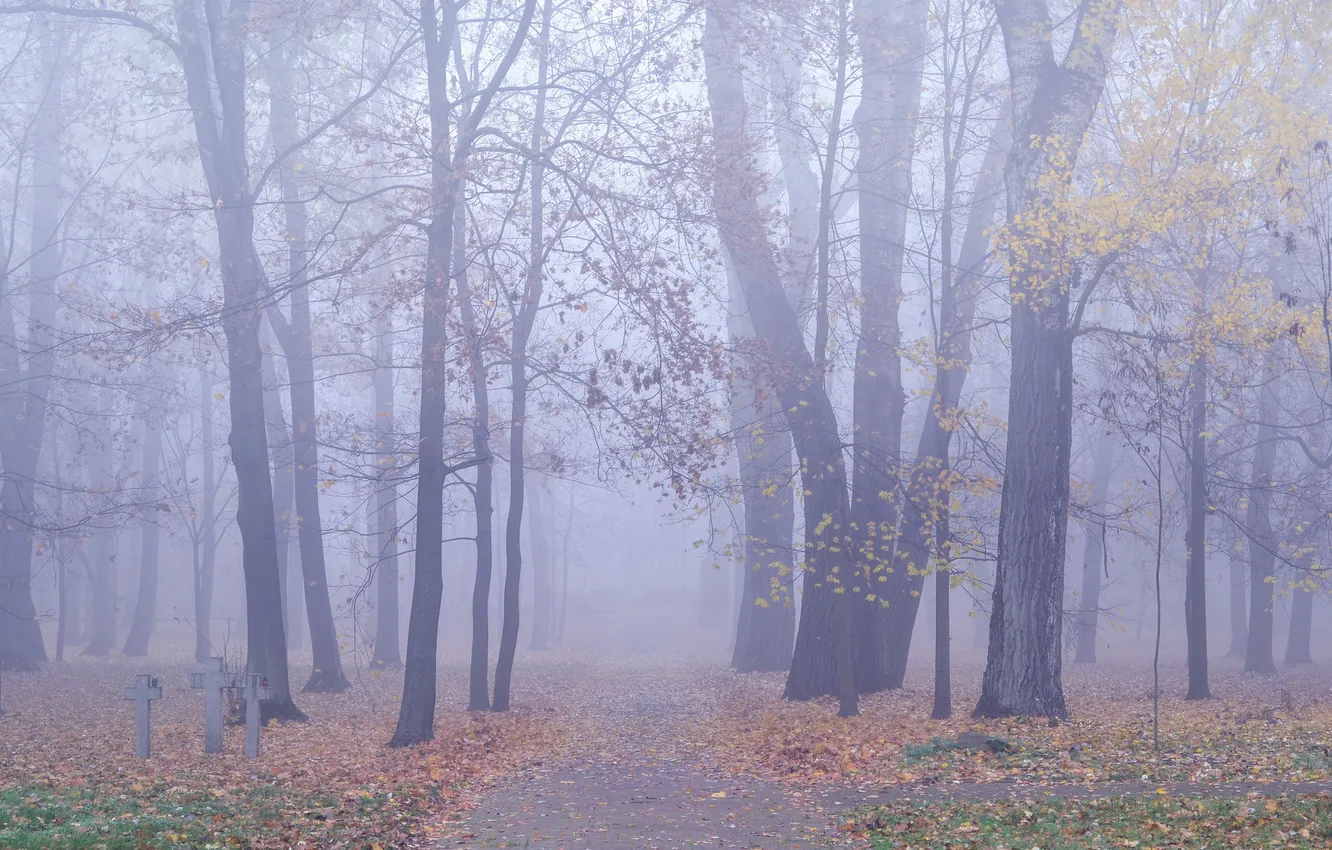 Photo wallpaper autumn, leaves, trees, fog, the way, crosses