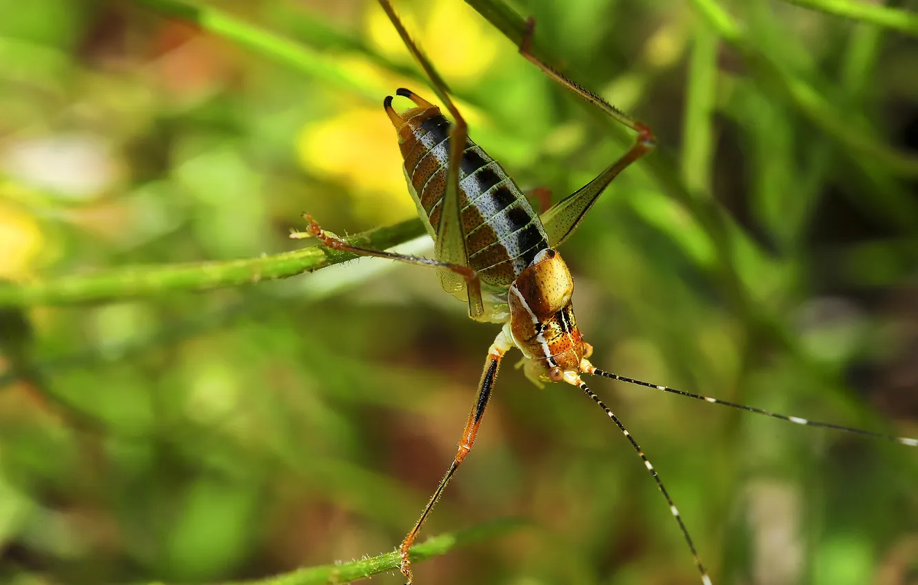 Photo wallpaper branches, blur, stem, grasshopper, antennae