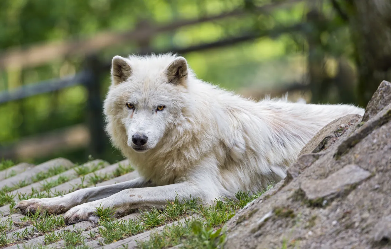 Photo wallpaper white, grass, look, stay, wolf, predator, ©Tambako The Jaguar